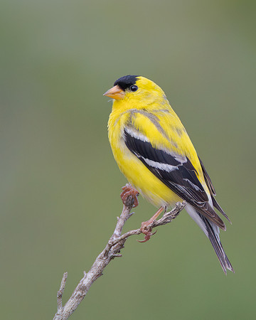 American Goldfinch