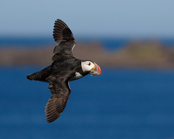 Atlantic Puffin