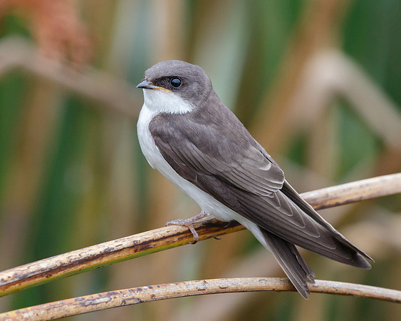 Tree Swallow