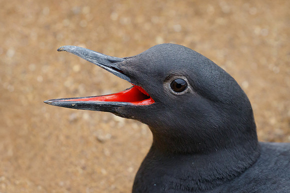 Pigeon Guillemot