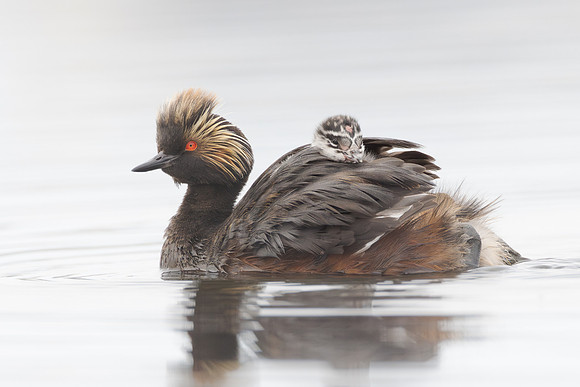 Eared Grebes