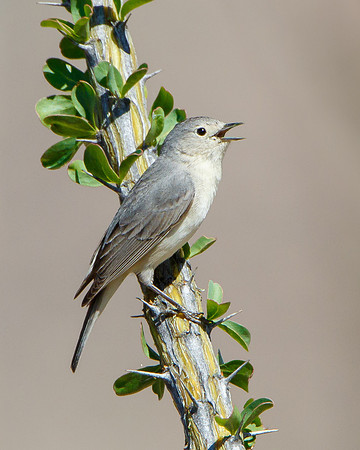 Lucy's Warbler