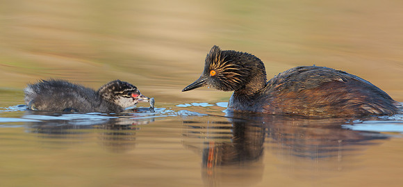 Eared Grebes, parent feeding chick