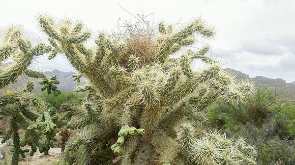 Cactus Wren nest, burried in cholla cactus