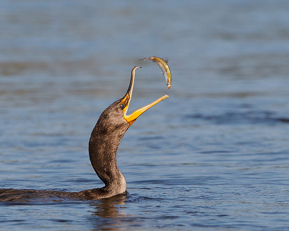 Double-crested Cormorant tossing fish
