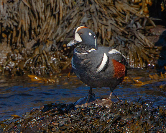 Harlequin Duck
