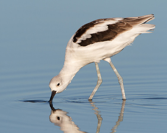 American Avocet, feeding
