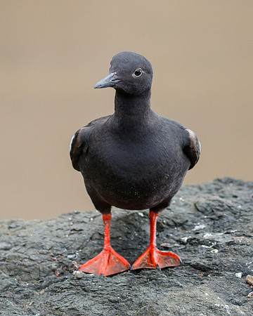 Pigeon Guillemot