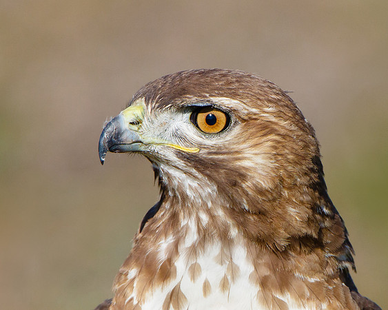Red-tailed Hawk, immature; head shot