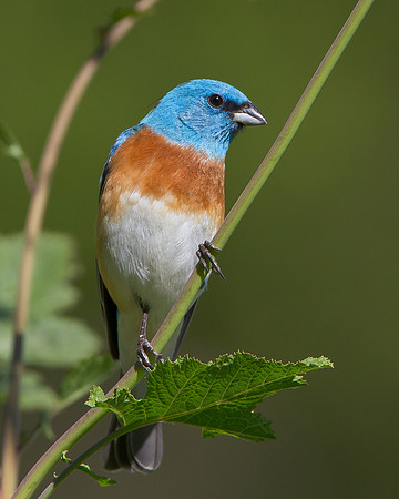 Lazuli Bunting