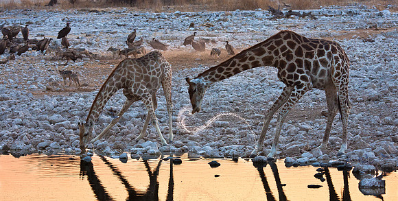 Giraffe, drinking