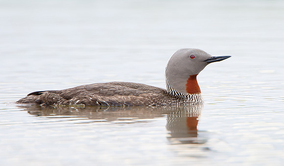 Red-throated Loon