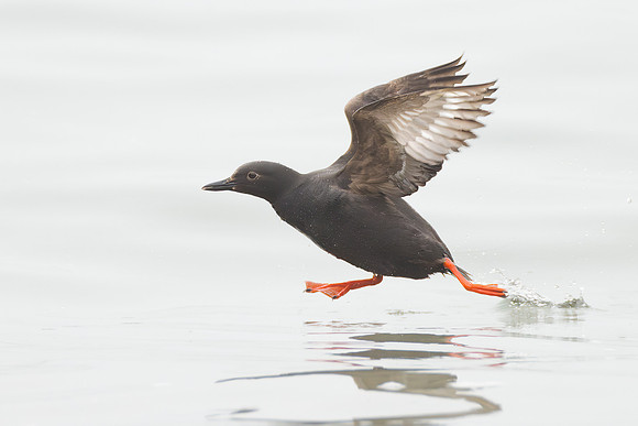 Pigeon Guillemot