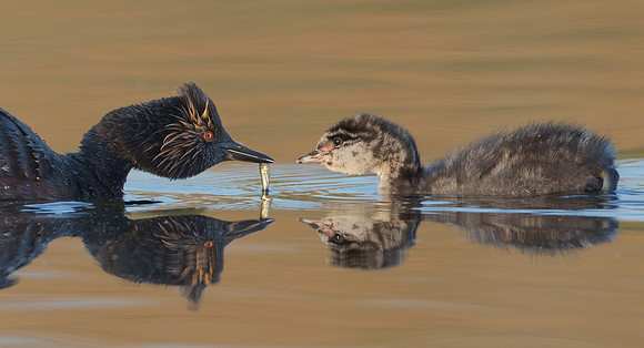 Eared Grebes, parent feeding chick