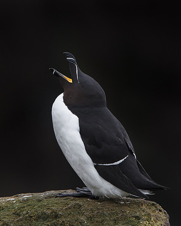 Razorbill
