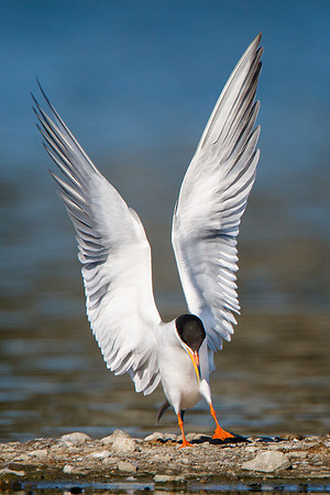 Forster's Tern