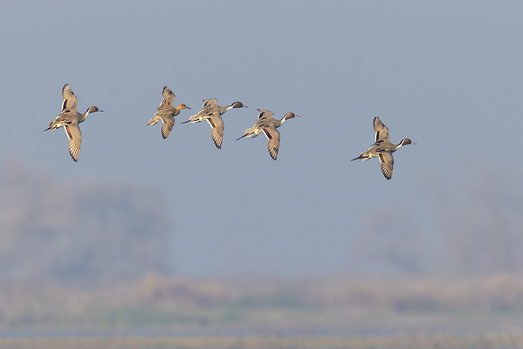 Northern Pintail