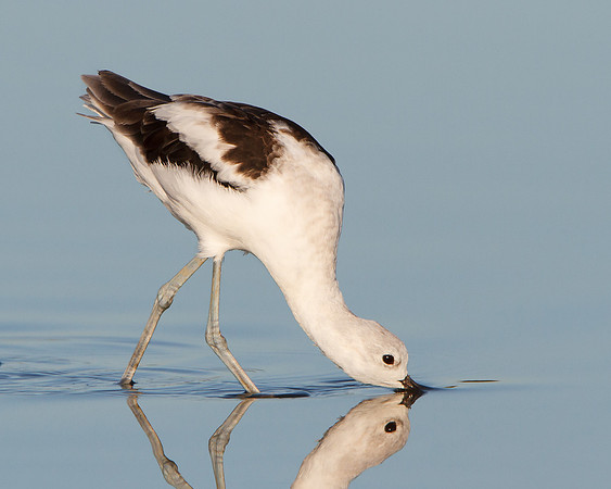 American Avocet, feeding