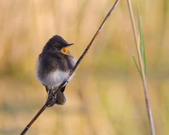 Black Phoebe, begging juvenile