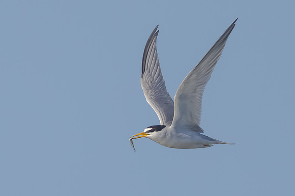 Least Tern