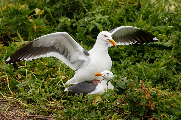 Western Gulls, mating