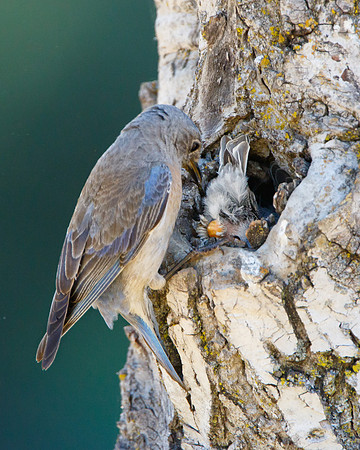 Western Bluebirds; nestling presenting fecal sac
