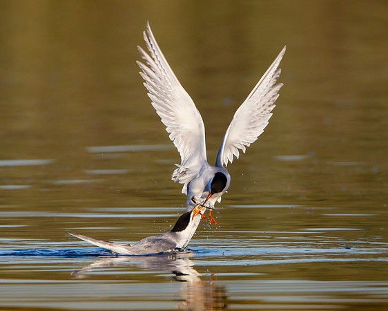 Forster's Tern courtship, male presenting fish to female