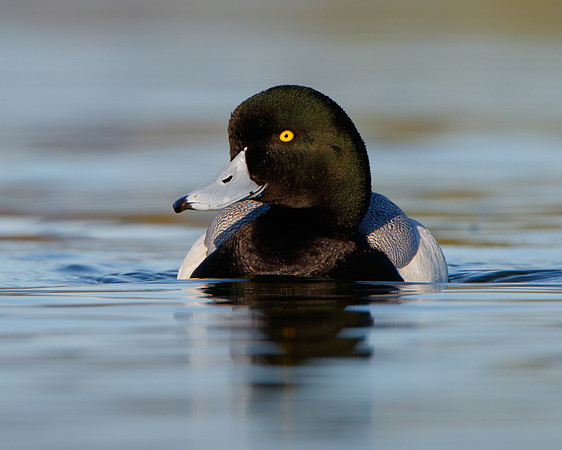 Greater Scaup