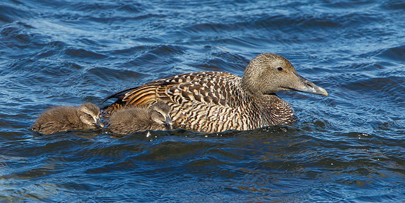Female Eider Duck with chicks