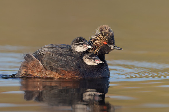 Eared Grebes, parent with chicks