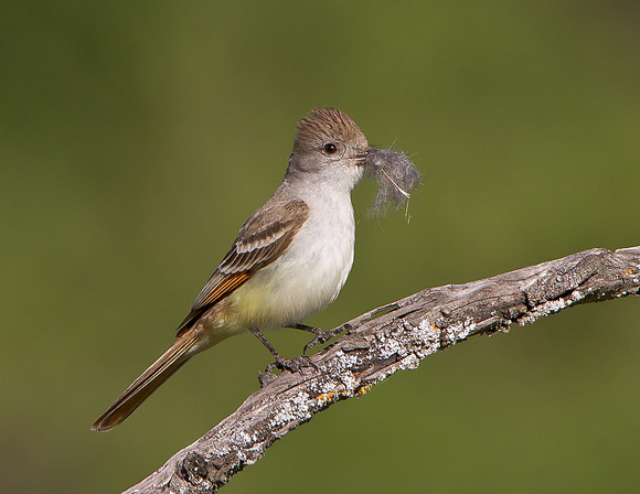 Ash-throated Flycatcher, with nest material