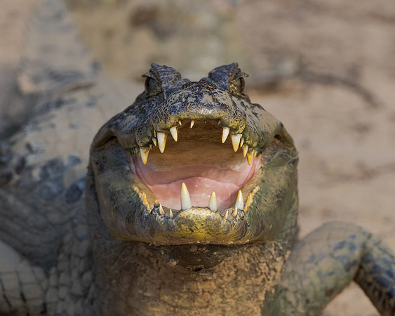 Caiman