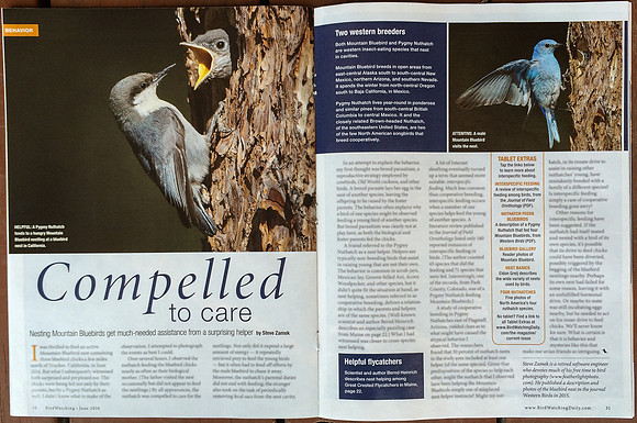 Birdwatching Magazine, June 2016: Article and photos