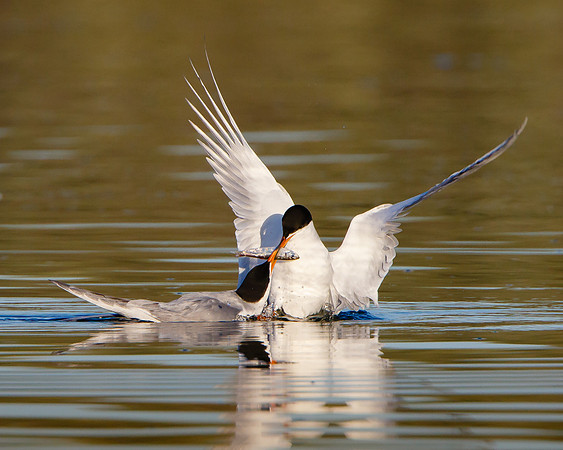 Forster's Tern courtship, male presenting fish to female