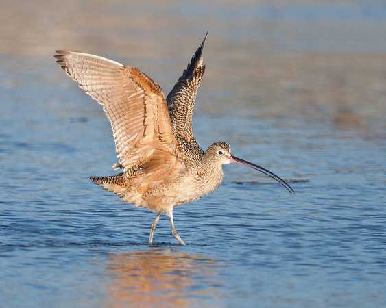 Long-billed Curlew