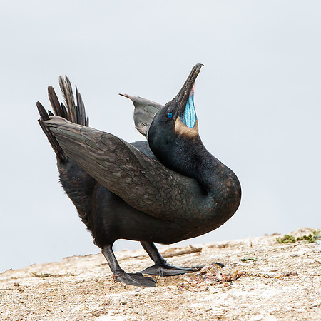 Brandt's Cormorant, courtship display
