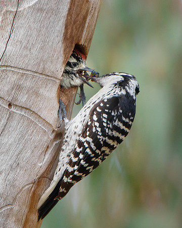 Nuttall's Woodpecker, parent feeding nestling