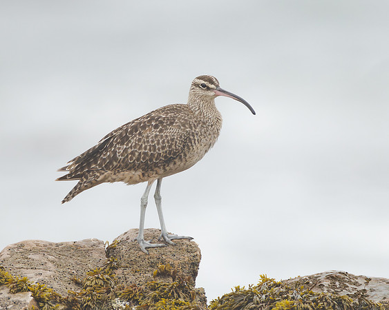 Whimbrel