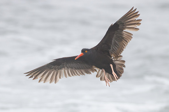 Black Oystercatcher