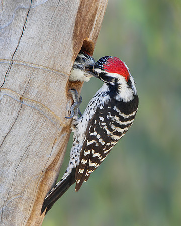 Nuttall's Woodpecker, parent feeding nestling