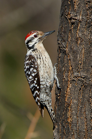 Ladder-backed Woodpecker