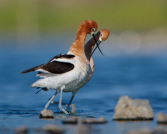 American Avocets, post-coital dance