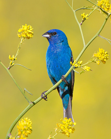 Indigo Bunting