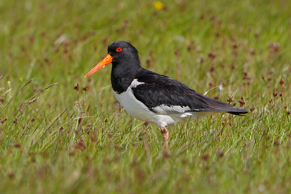 Eurasian Oystercatcher