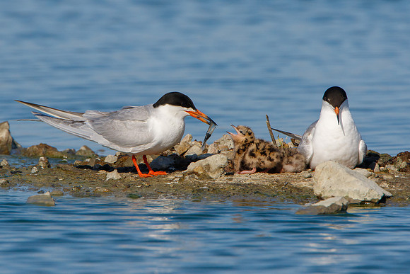 Forster's Terns, parent feeding chick