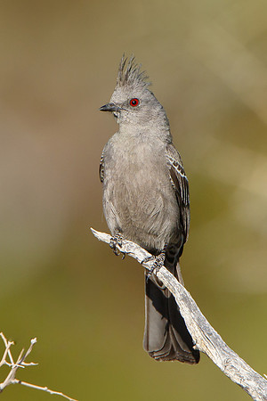 Phainopepla, female
