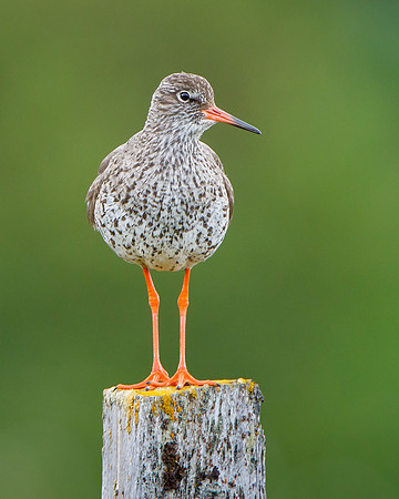 Common Redshank