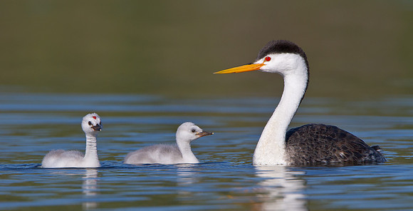Clark's Grebe, with chicks