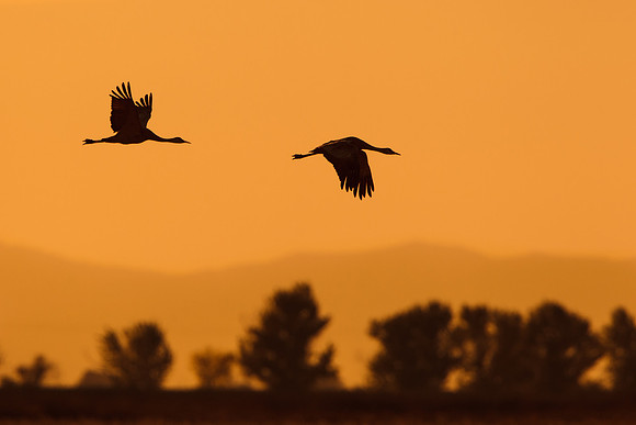 Sandhill Cranes