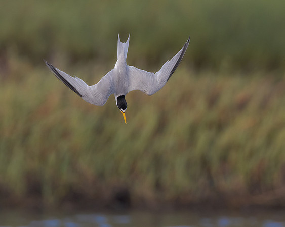 Least Tern, diving